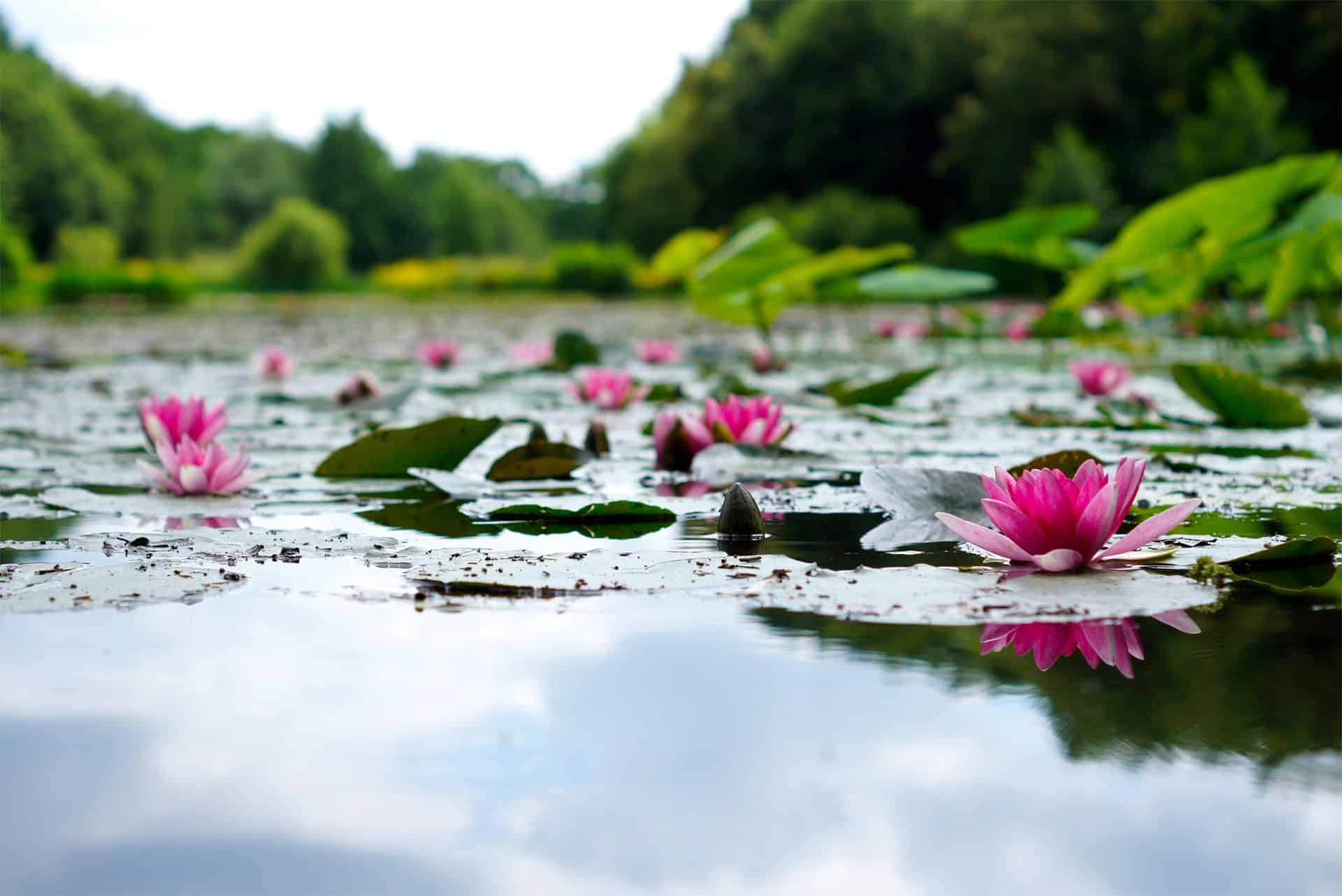 Voile de Chine > Aquiflor - Jardinerie Aquatique