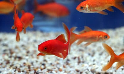 Quelle alimentation pour un poisson rouge? > Aquiflor - Jardinerie