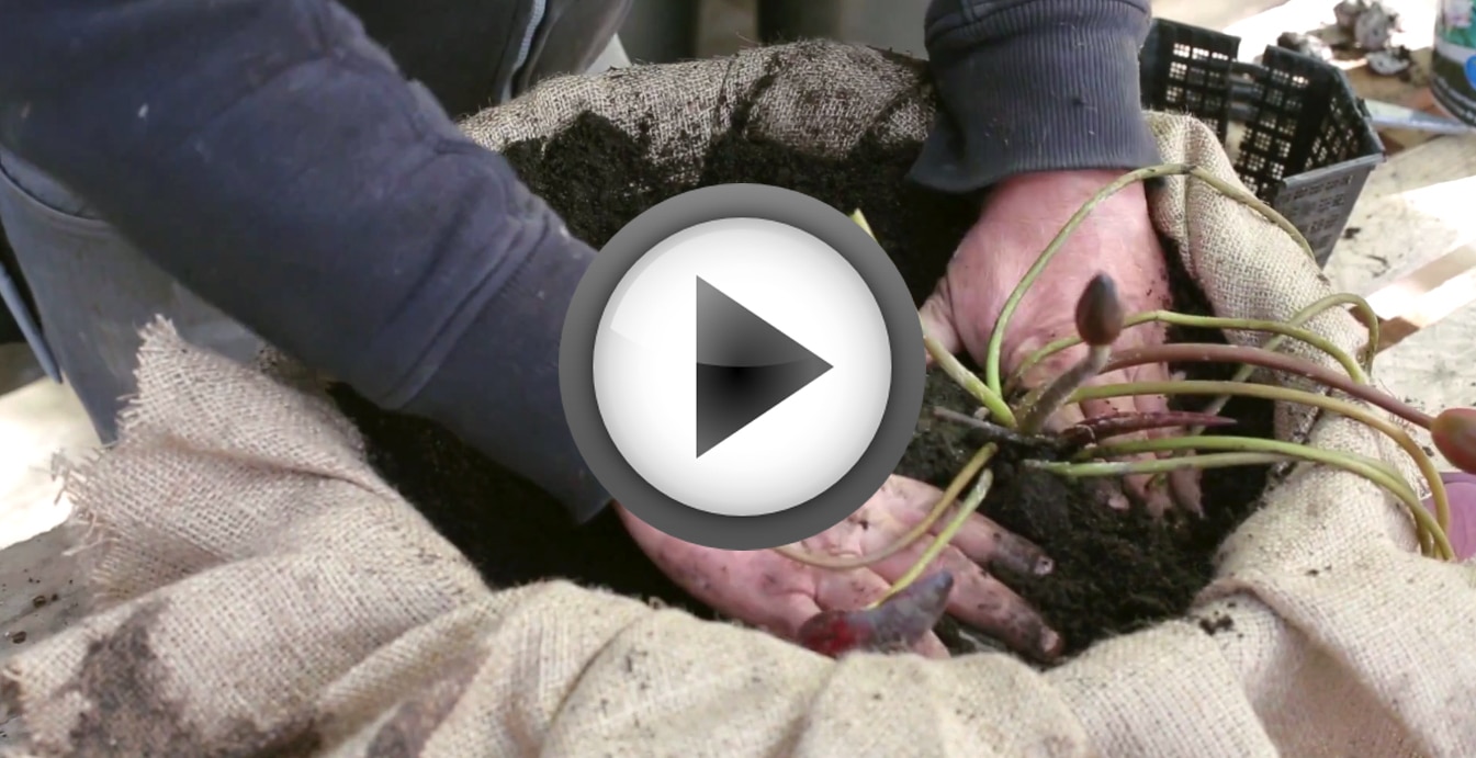 Comment faire pousser les nénuphars dans un tonneau —