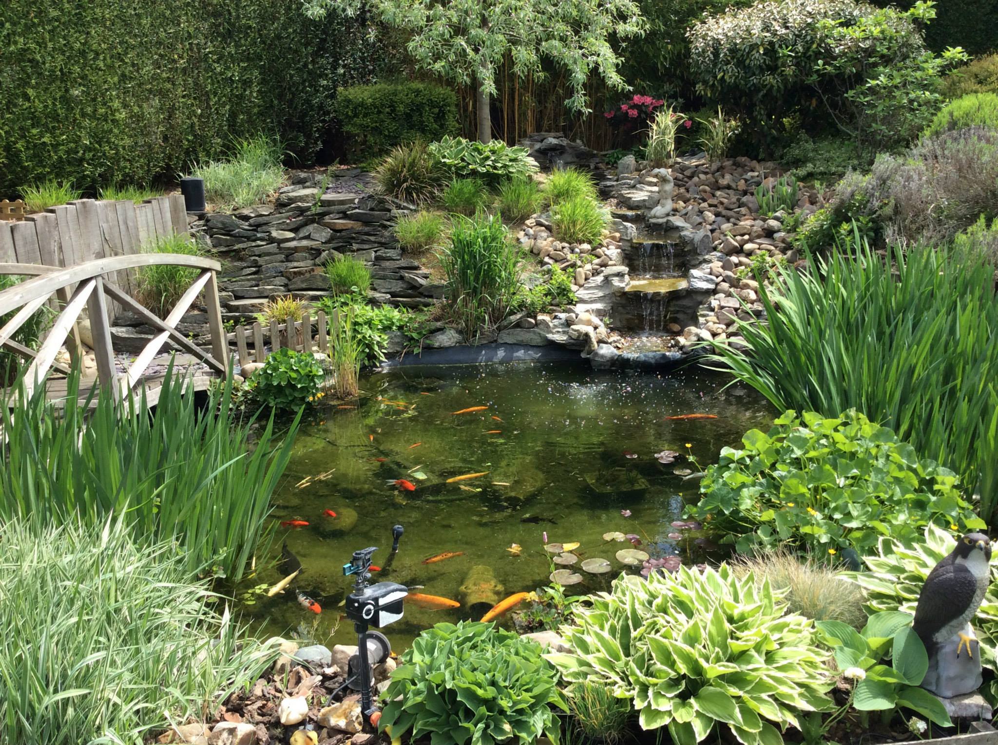 Comment créer mon premier bassin de jardin? > Aquiflor - Jardinerie  Aquatique