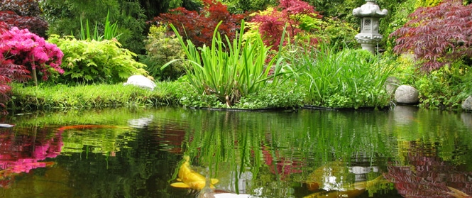 Comment choisir une pompe pour mon bassin? > Aquiflor - Jardinerie Aquatique