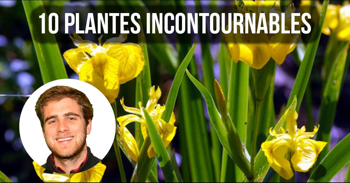 10 plantes aquatiques incontournables pour votre bassin > Aquiflor