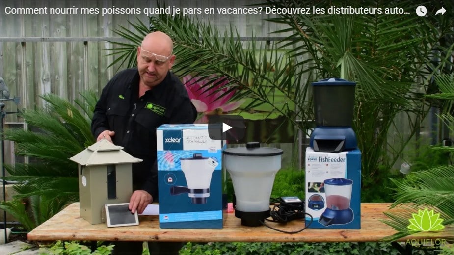 Comment bien nourrir ses poissons pendant les vacances ? - Jardiland