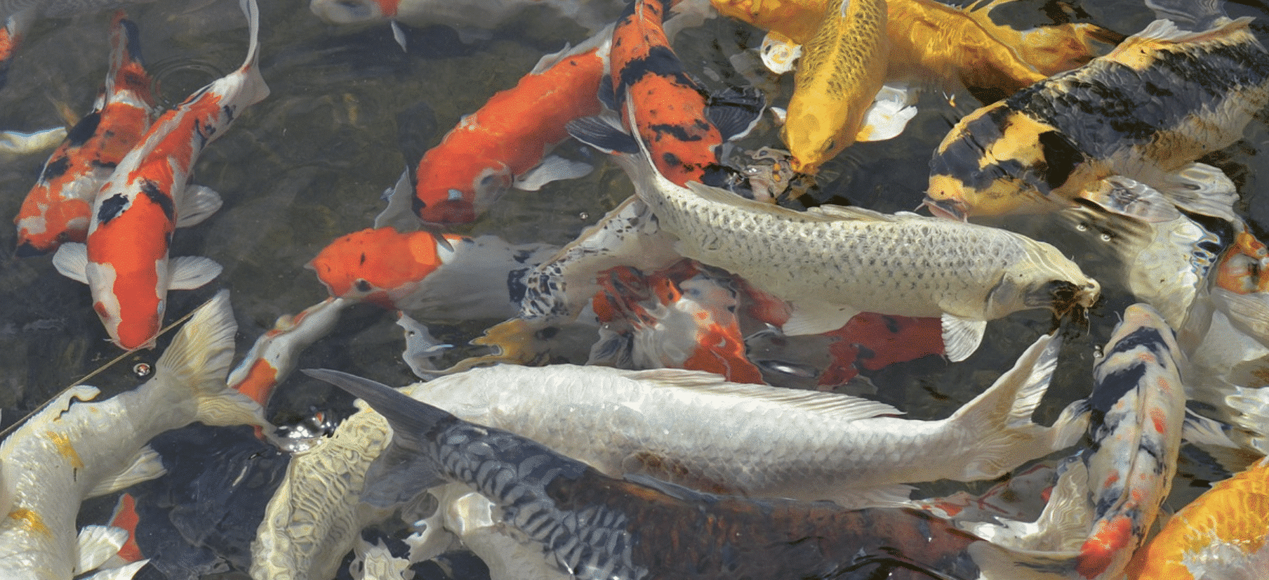 poisson vivant à vendre au supermarché, carpes nageant dans un