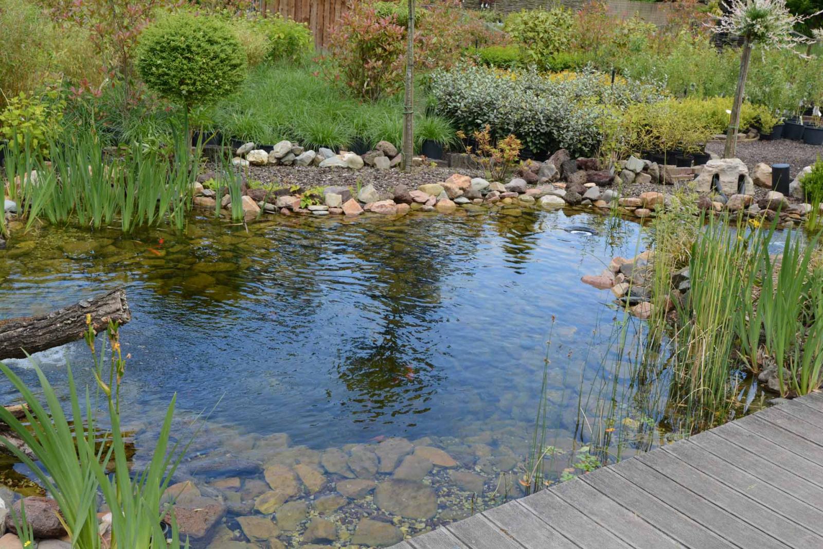Les plantes aquatiques au jardin et bassin d'eau