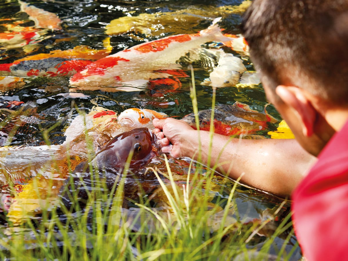 Pourquoi faut-il laisser tourner sa pompe à air (bulleur) dans son bassin  en hiver? -  - Blog spécialisé en bassin de jardin, étang &  piscine naturelle.