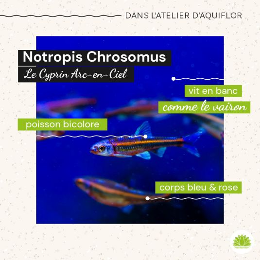 notropis-chrosomus