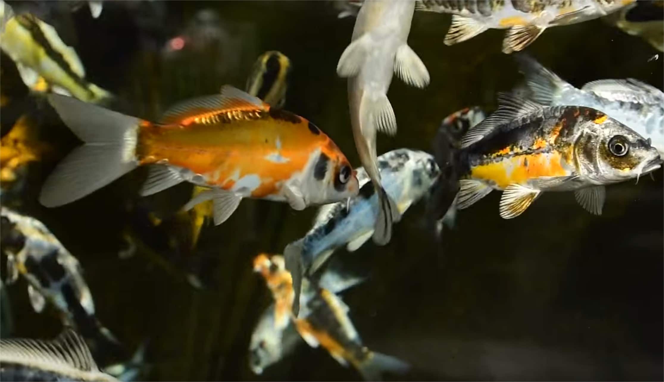 Création de bassin de jardin sur mesure - bassin carpe koi japon