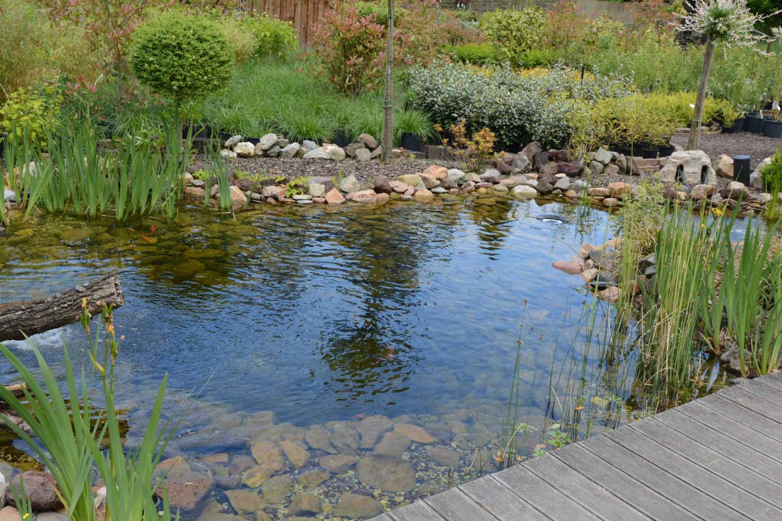 Bassin de Jardin: Comment Choisir ?