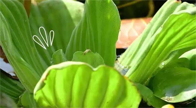 plantes-flottantes-pistia