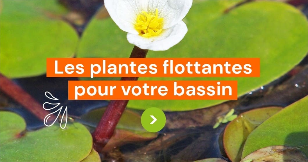 plantes flottantes