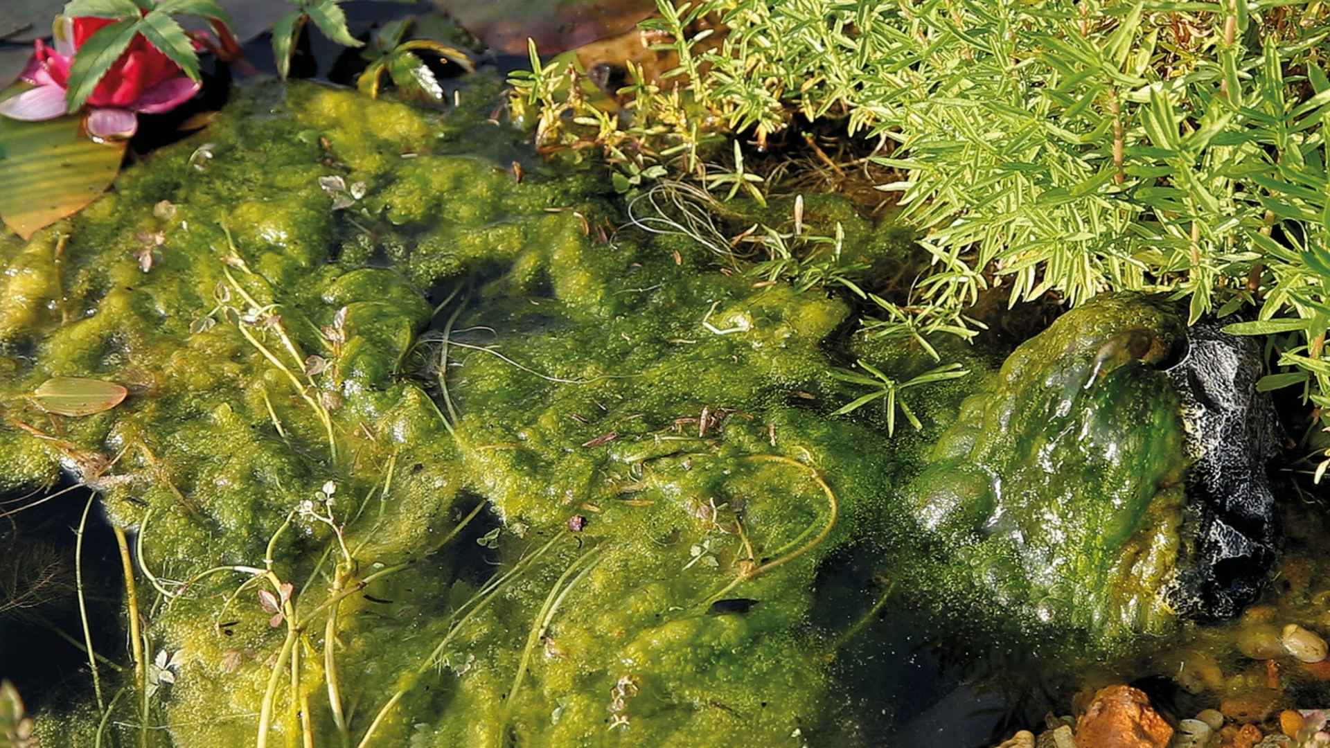 Comment éliminer et supprimer les algues dans mon étang? > Aquiflor -  Jardinerie Aquatique