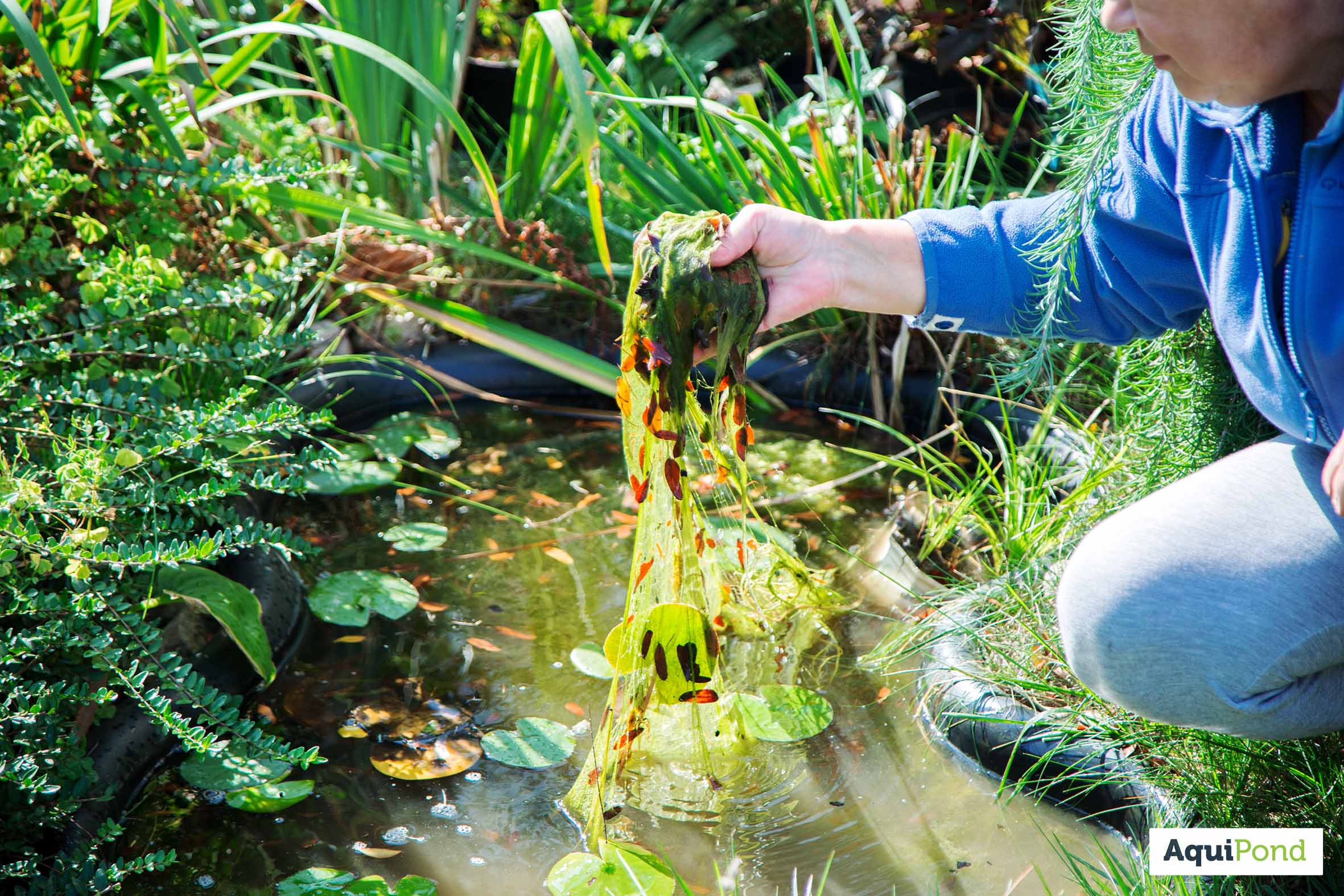 Contrôle des algues dans mon étang I Etang-solution, expert de vos plans  d'eau