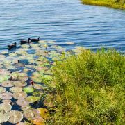 Aquiflor  Une équipe d'experts en bassin, étang & baignade à votre service