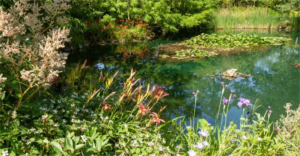 tailler ses plantes aquatiques