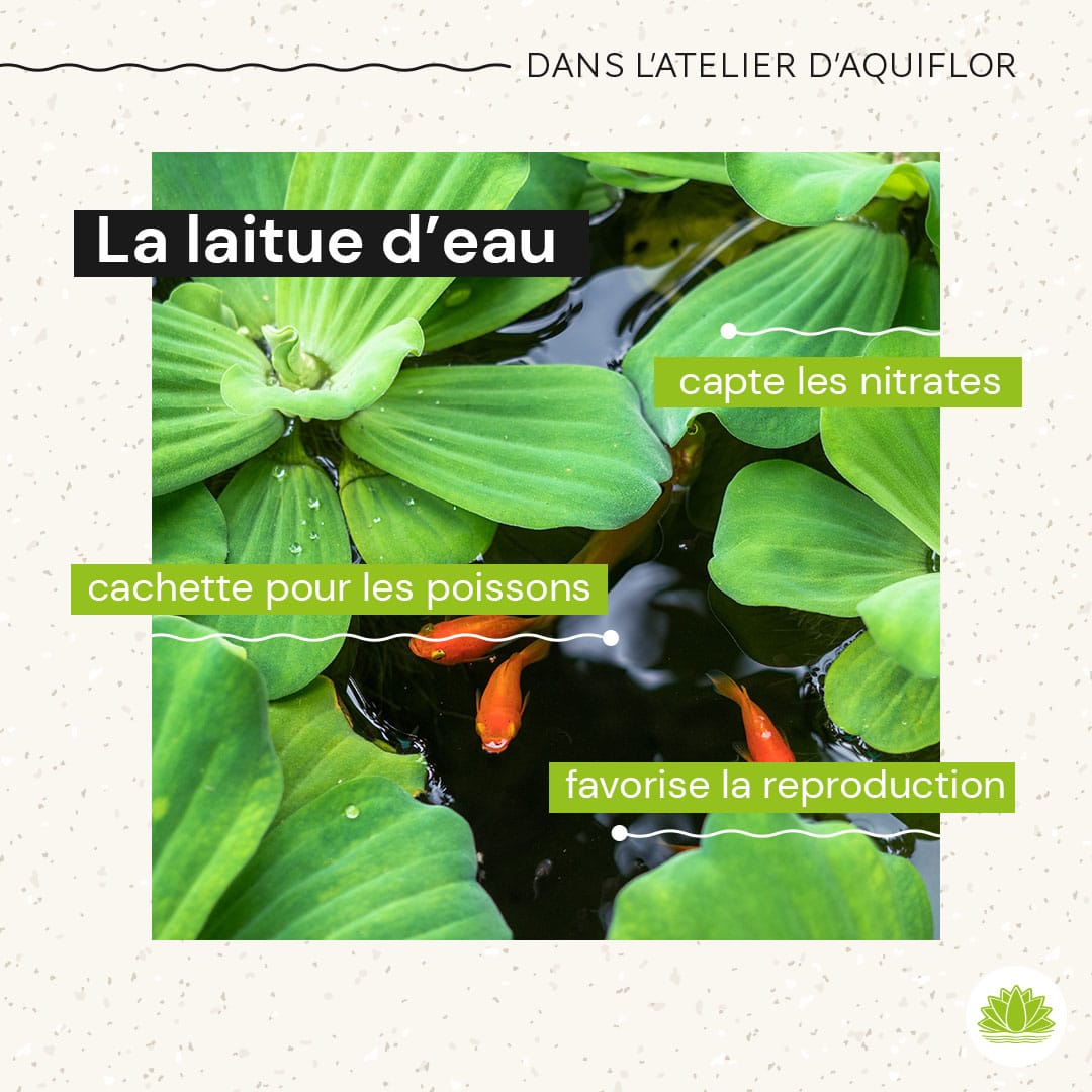 Plantes aquatiques incontournables pour le bassin