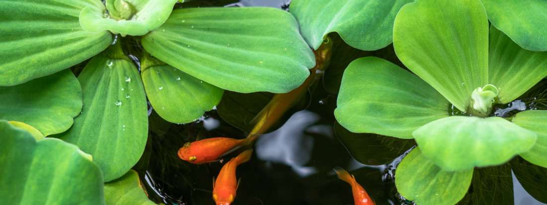 J'ai une fuite dans ma bâche. Que faire? > Aquiflor - Jardinerie Aquatique