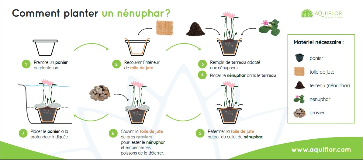 Comment faire pousser les nénuphars dans un tonneau —