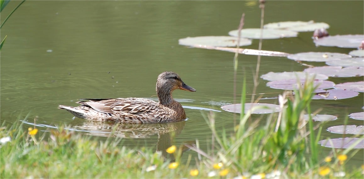 Plante immergée - Canard