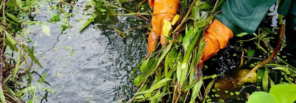 tailler ses plantes aquatiques