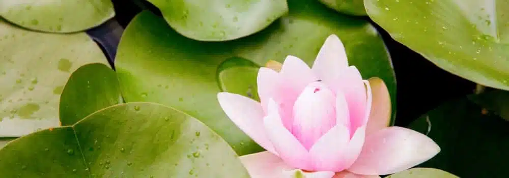 tailler ses plantes aquatiques