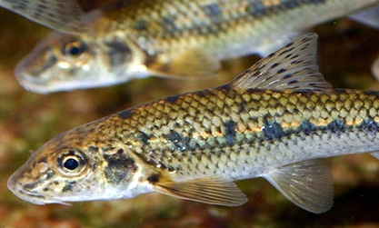 Quelles espèces de poissons choisir pour son bassin de jardin