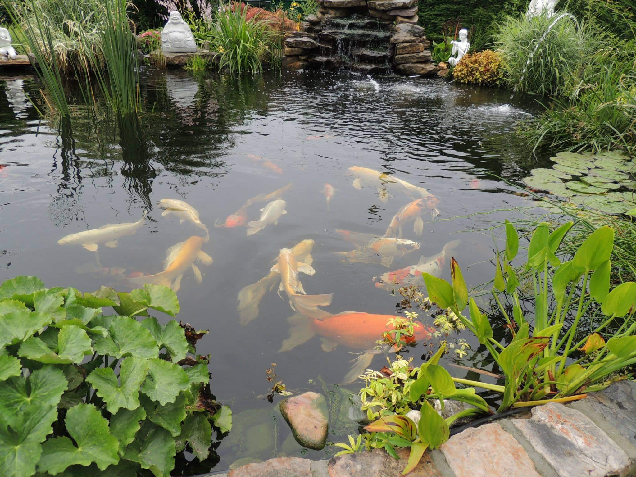 Les 15 plus beaux bassins découverts lors du concours ! > Aquiflor -  Jardinerie Aquatique