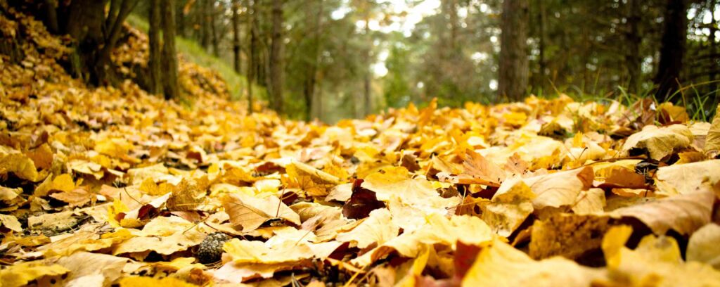 Feuilles mortes