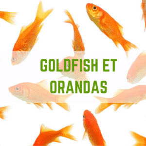 GOLDFISH