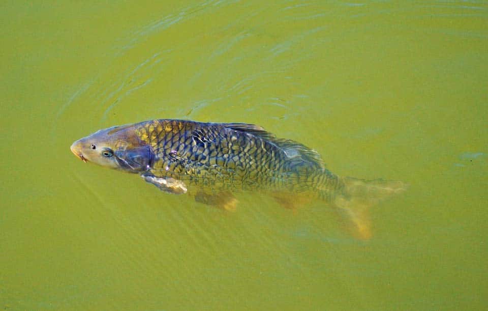 poissonsetang