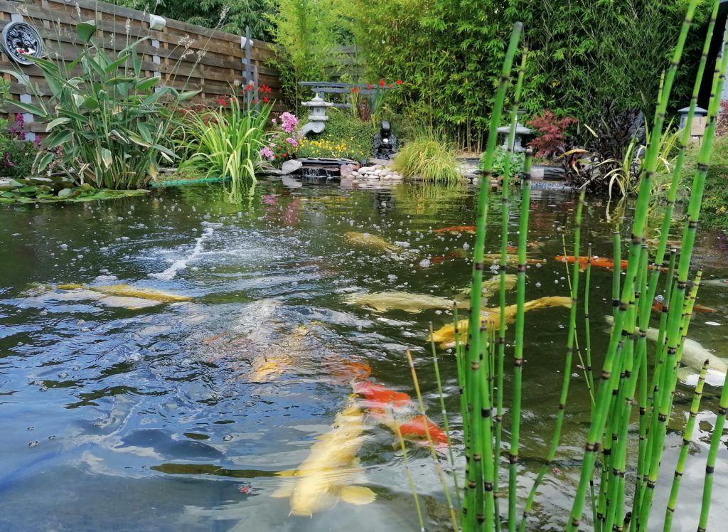 Entretien d'un bassin de jardin en automne & hiver